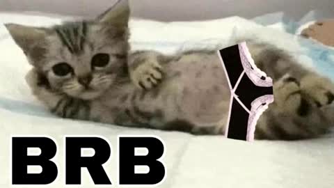 miko3 online show from 12/14/25, 08:46