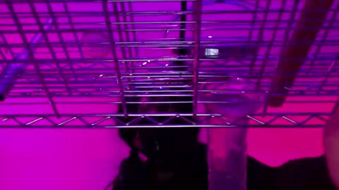 Snapshot of _natasha_diavolo_xxx chatting on 12/25/24, 11:22 Natasha Diavolo online show from 12/25/24, 11:22