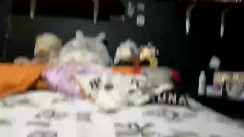 Snapshot of adam_and_abby_ chatting on 02/28/25, 05:37 adam and abby online show from 02/28/25, 05:37