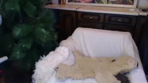 Snapshot of alenablack chatting on 12/15/24, 02:08 Luly online show from 12/15/24, 02:08