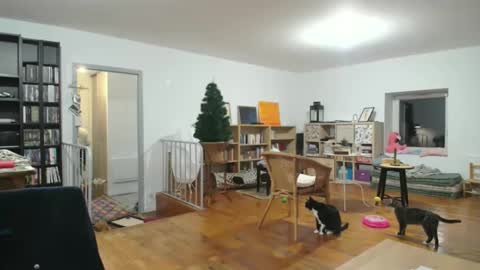 Alice online show from 12/06/24, 05:53