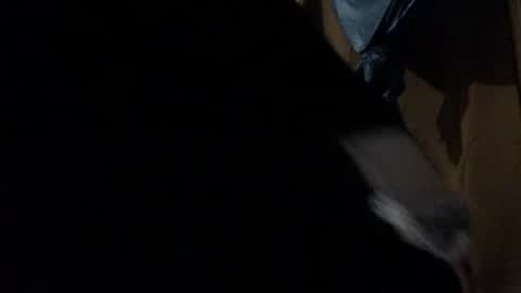 amileadivinestar0987 online show from 12/26/24, 01:51