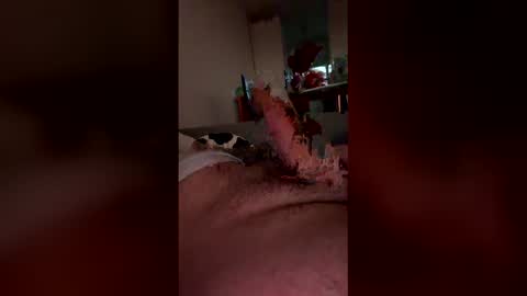 Snapshot of analpunisher2808 chatting on 03/09/26, 06:06 analpunisher2808 online show from 03/09/26, 06:06