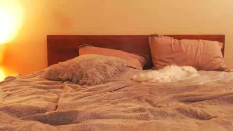 Andra online show from 02/25/26, 07:01