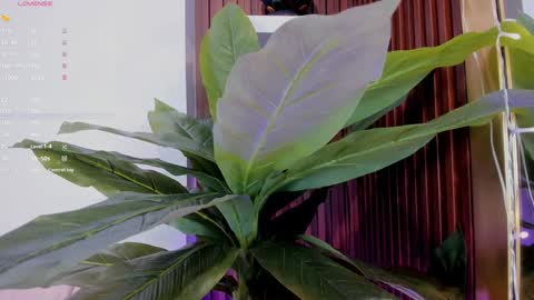 Snapshot of annybuny chatting on 01/20/25, 11:35 Ana online show from 01/20/25, 11:35