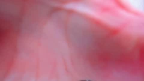 Anthea online show from 02/02/26, 03:55