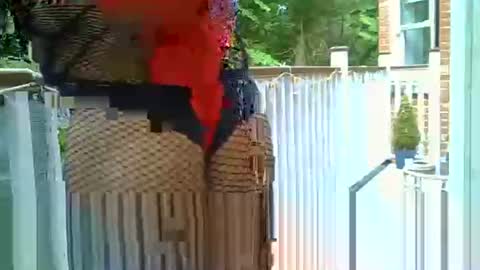 azole556 online show from 05/14/26, 03:19