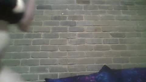 Chaterlain online show from 02/13/25, 10:23