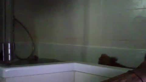 bibipheuck online show from 04/21/26, 10:10