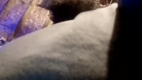 Snapshot of bigdaddy1231995 chatting on 11/13/25, 09:41 BigDaddykodack online show from 11/13/25, 09:41