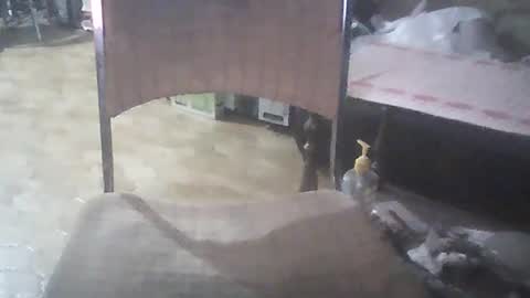 bigpenix online show from 01/26/25, 03:48