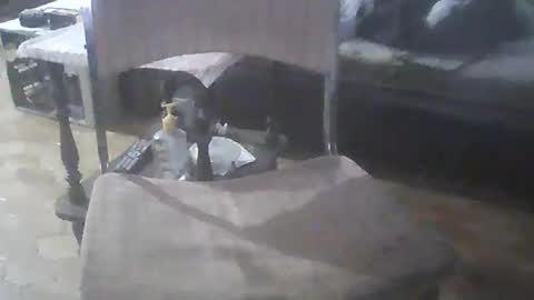 bigpenix online show from 04/20/26, 11:39