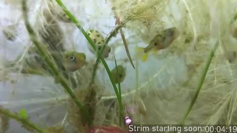 Booker Baxton online show from 10/23/25, 03:06