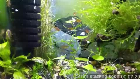 Booker Baxton online show from 11/23/25, 04:01