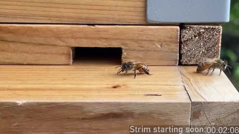 Booker Baxton online show from 12/14/25, 04:07