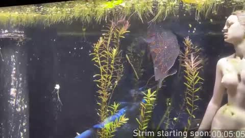 Booker Baxton online show from 01/11/26, 04:06