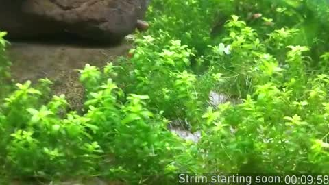 Booker Baxton online show from 02/17/26, 03:58