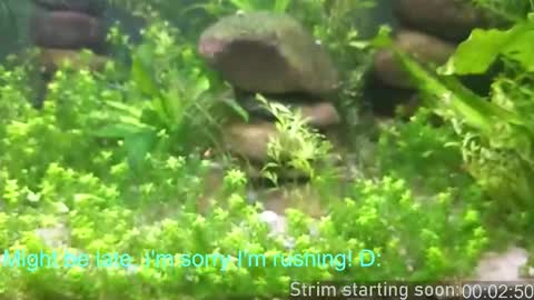 Booker Baxton online show from 02/19/26, 04:08