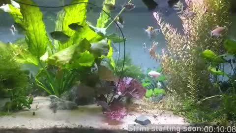 Booker Baxton online show from 03/17/26, 03:00