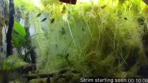 Booker Baxton online show from 03/31/26, 02:57