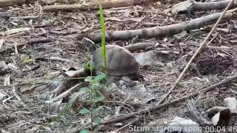 Booker Baxton online show from 04/09/26, 03:06