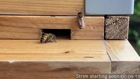 Booker Baxton online show from 04/23/26, 02:57