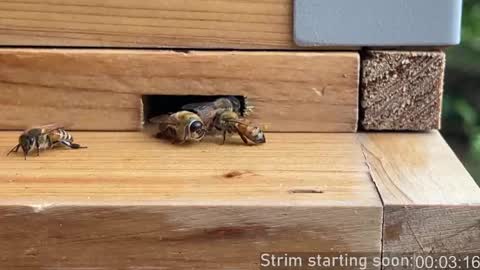 Booker Baxton online show from 04/24/26, 03:09