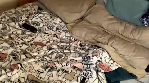 Snapshot of cadillacpmc chatting on 12/31/24, 11:17 Cadillac P online show from 12/31/24, 11:17