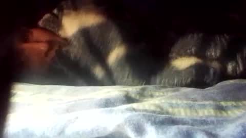 Snapshot of cameron_puppy chatting on 01/01/25, 07:52 Mara Catalina Romero Ordez online show from 01/01/25, 07:52