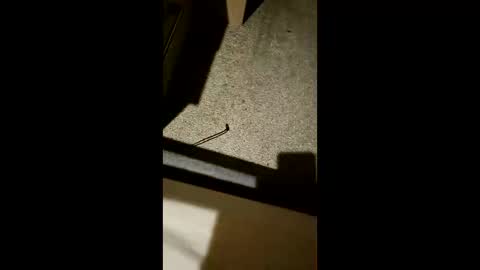 Snapshot of chrisgogo121 chatting on 11/17/25, 10:26 chrisgogo121 online show from 11/17/25, 10:26