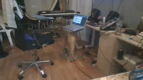 cristalcristo online show from 05/11/26, 05:02