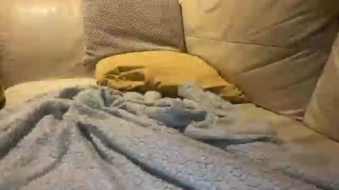 Cumfar online show from 12/18/25, 02:39