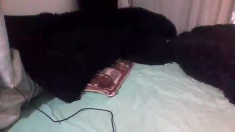 Snapshot of dani9821569006 chatting on 09/14/25, 03:00 dani9821569006 online show from 09/14/25, 03:00