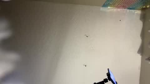 Dani Dragon online show from 02/08/25, 10:50