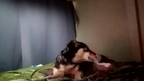 Snapshot of davidjose1995 chatting on 12/29/24, 09:30 Juice cock online show from 12/29/24, 09:30