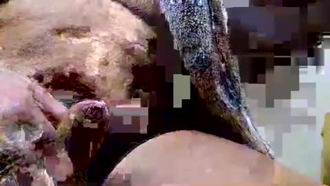 Snapshot of deepdiver3366 chatting on 12/15/25, 06:45 Dive Deep online show from 12/15/25, 06:45