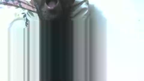 dick rus online show from 01/09/26, 05:37