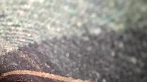 dyno online show from 11/12/25, 01:39