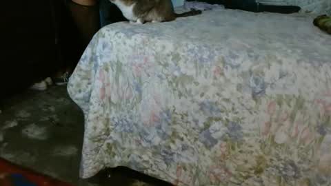 dreamreal online show from 10/30/25, 10:06