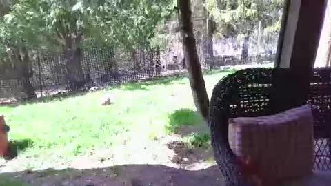 Elliohh online show from 04/22/26, 06:20