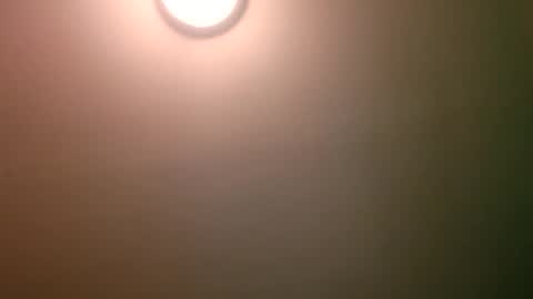 experttreecompany online show from 04/12/26, 04:17