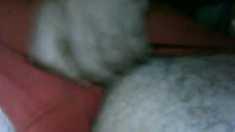 fer_2197 online show from 11/13/25, 02:49