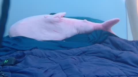 FE fee online show from 02/27/25, 09:25