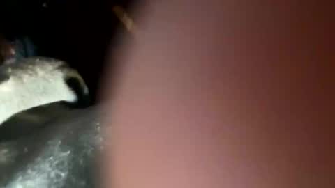 Snapshot of fieldmousebby chatting on 11/12/25, 08:15 fieldmousebby online show from 11/12/25, 08:15