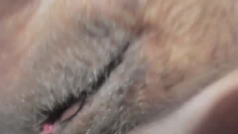 Snapshot of frumcake chatting on 01/10/25, 12:27 FrumCake online show from 01/10/25, 12:27