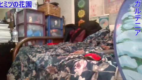 Gardenia online show from 02/26/25, 07:53