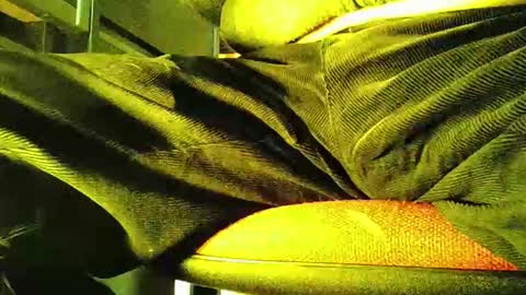 Snapshot of grapefruit chatting on 11/05/25, 12:05 grapefruit online show from 11/05/25, 12:05