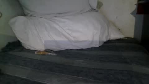 harry1cannary online show from 01/13/26, 03:23