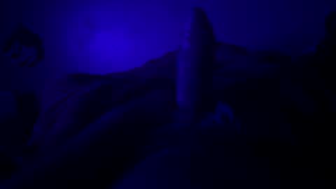 hextor70 online show from 03/22/26, 05:33