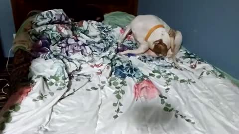 hippiesoul204 online show from 02/15/25, 12:26